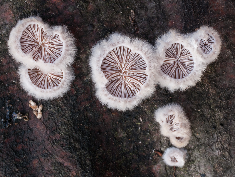 Schizophyllum commune